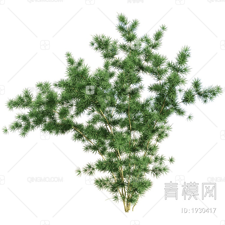 Asparagus 小松树3D模型下载【ID:1930417】