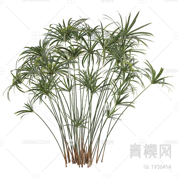 Cyperus 龙葵绿植3D模型下载【ID:1936414】
