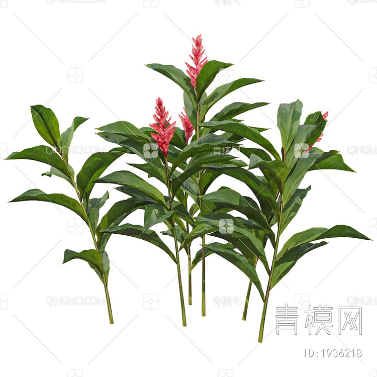 purpurata绿植3D模型下载【ID:1936218】