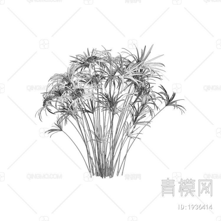Cyperus 龙葵绿植3D模型下载【ID:1936414】