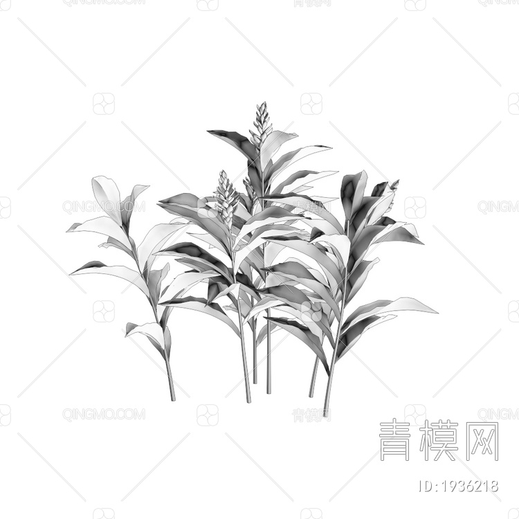 purpurata绿植3D模型下载【ID:1936218】