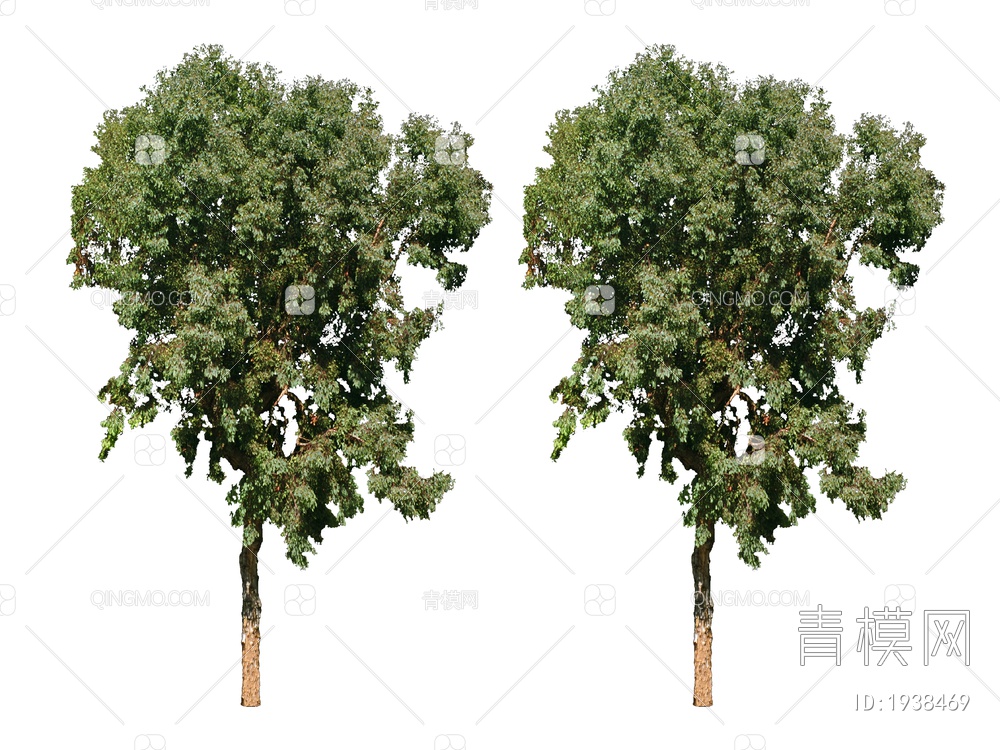 绿色植物 植物树SU模型下载【ID:1938469】