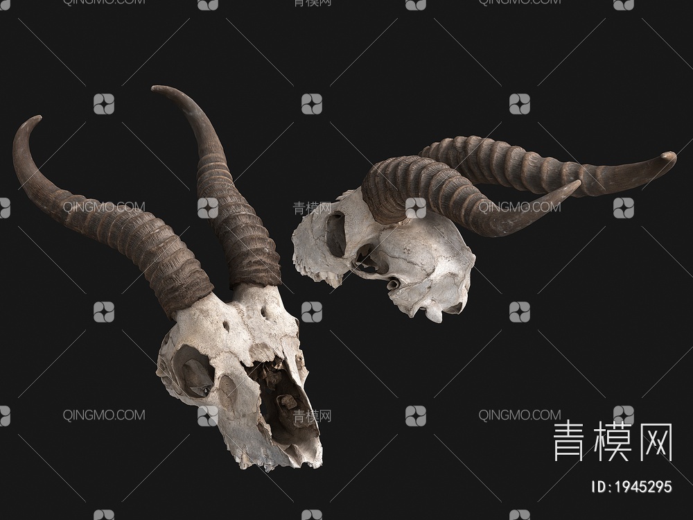 动物头骨 骨头3D模型下载【ID:1945295】