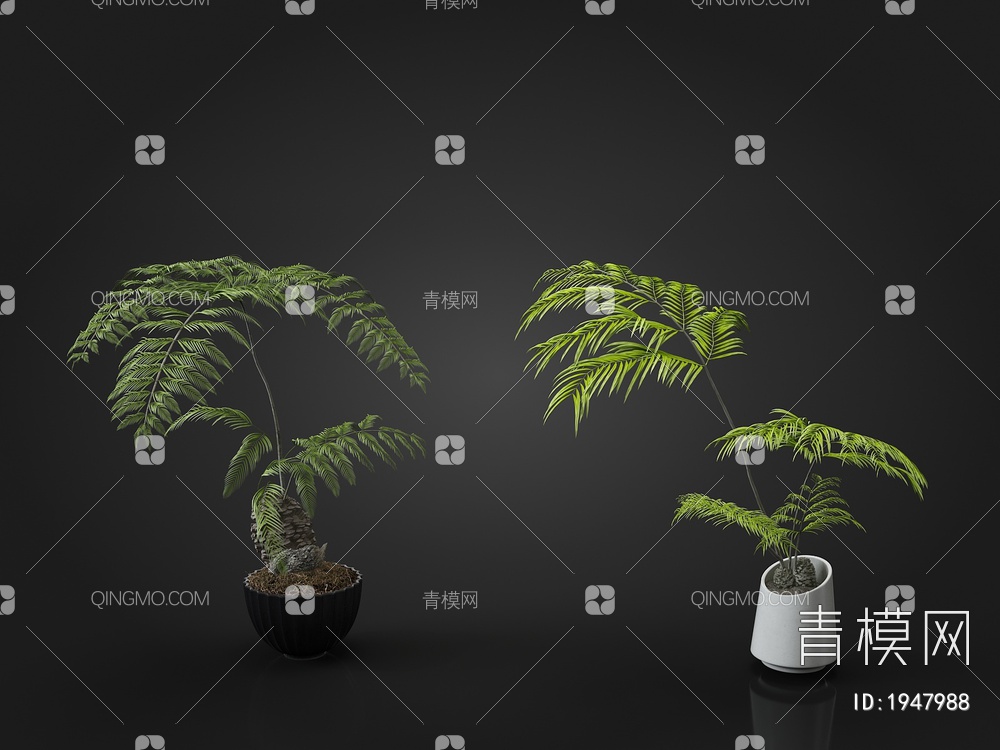 蕨类植物3D模型下载【ID:1947988】