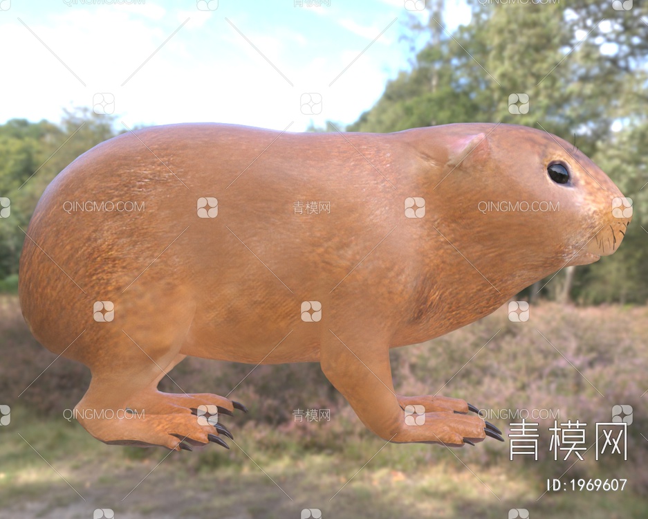 豚鼠3D模型下载【ID:1969607】