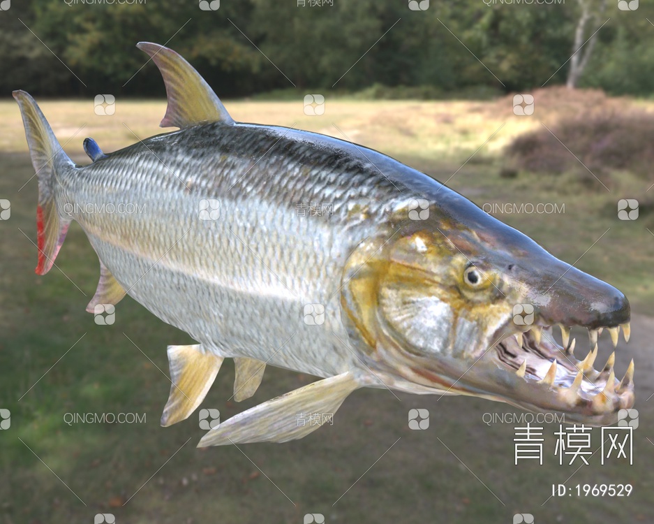 巨型非洲食人鱼虎鱼3D模型下载【ID:1969529】