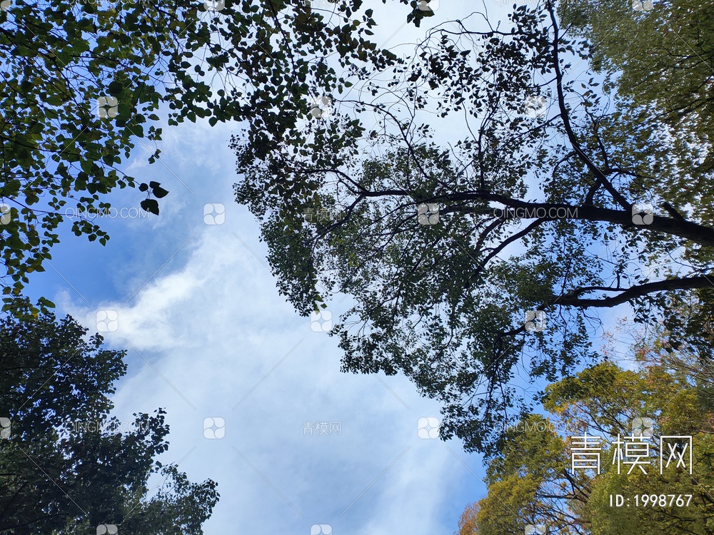 树林天空挂画贴图贴图下载【ID:1998767】