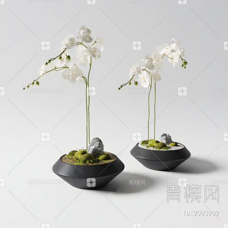 蝴蝶兰 盆栽 盆景3D模型下载【ID:2003902】