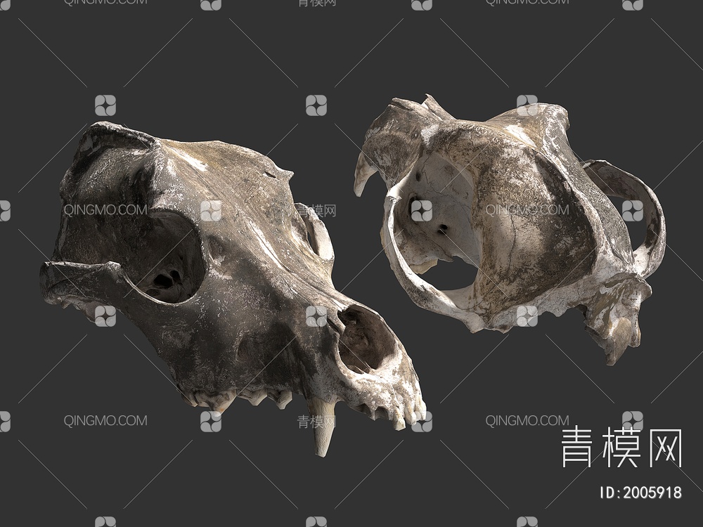 骨头 头骨 动物头骨3D模型下载【ID:2005918】