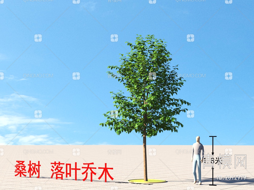 桑树  落叶乔木 植物类3D模型下载【ID:2012979】
