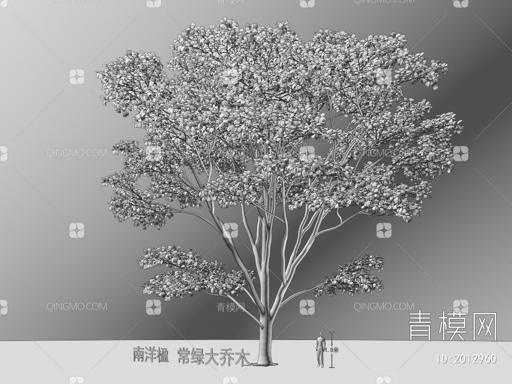 南洋楹  常绿大乔木 植物类3D模型下载【ID:2012960】