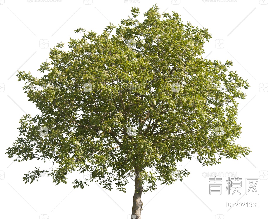 绿色植物 大树SU模型下载【ID:2021331】