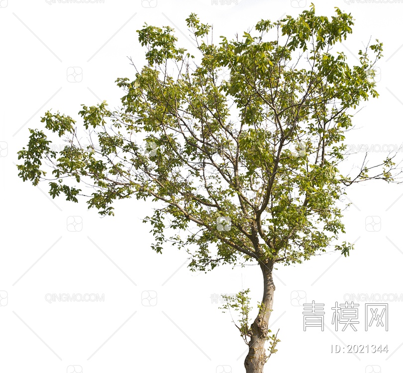 绿色植物 大树SU模型下载【ID:2021344】