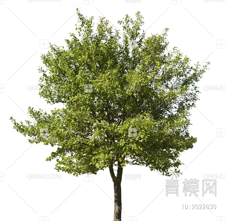 绿色植物 大树SU模型下载【ID:2022830】