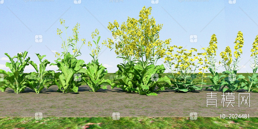 油菜花植物3D模型下载【ID:2024481】