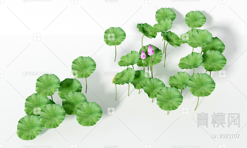 荷花植物3D模型下载【ID:2023107】