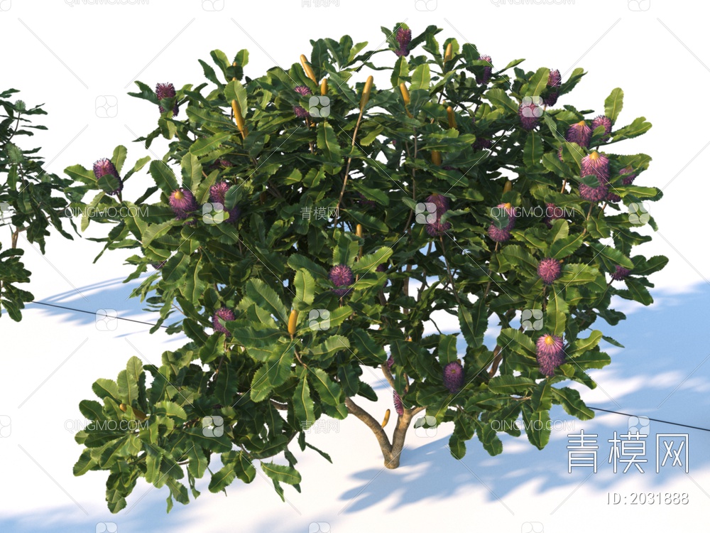 花卉 斑克木 植物 灌木3D模型下载【ID:2031888】