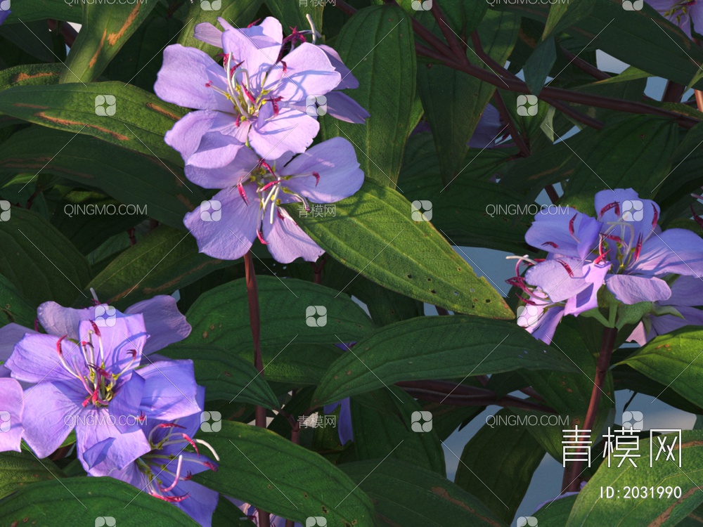 花卉 多花野牡丹 植物 灌木3D模型下载【ID:2031990】