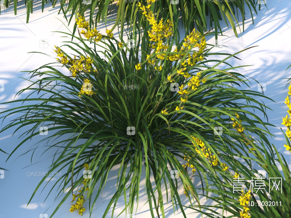 花卉  多须草 植物 灌木3D模型下载【ID:2032011】