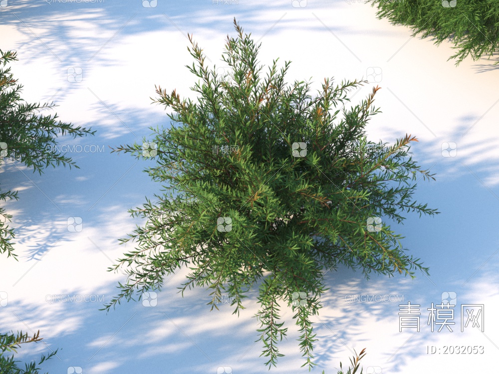 花卉  高岗松 植物 灌木3D模型下载【ID:2032053】