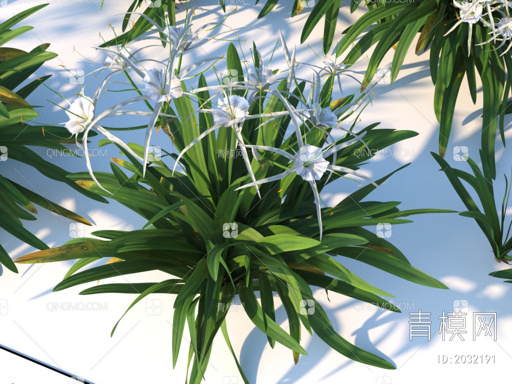 花卉 蜘蛛兰 植物 灌木3D模型下载【ID:2032191】