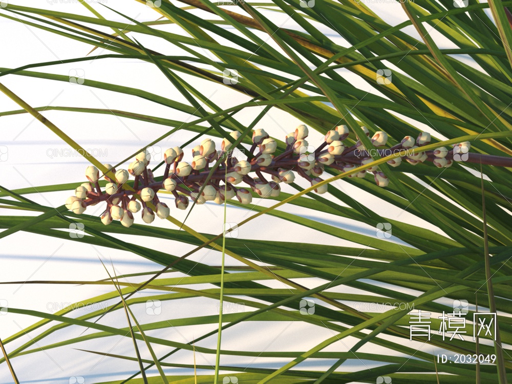 花卉  多须溪草 植物 灌木3D模型下载【ID:2032049】