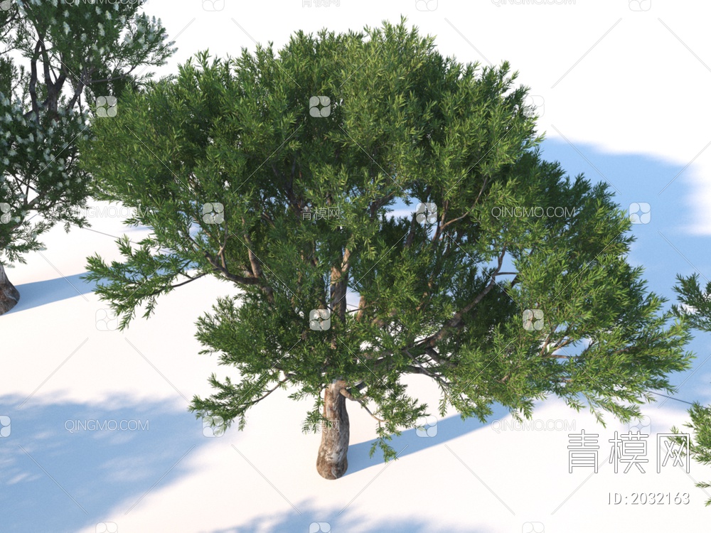 花卉  狭叶白千层  植物 灌木3D模型下载【ID:2032163】