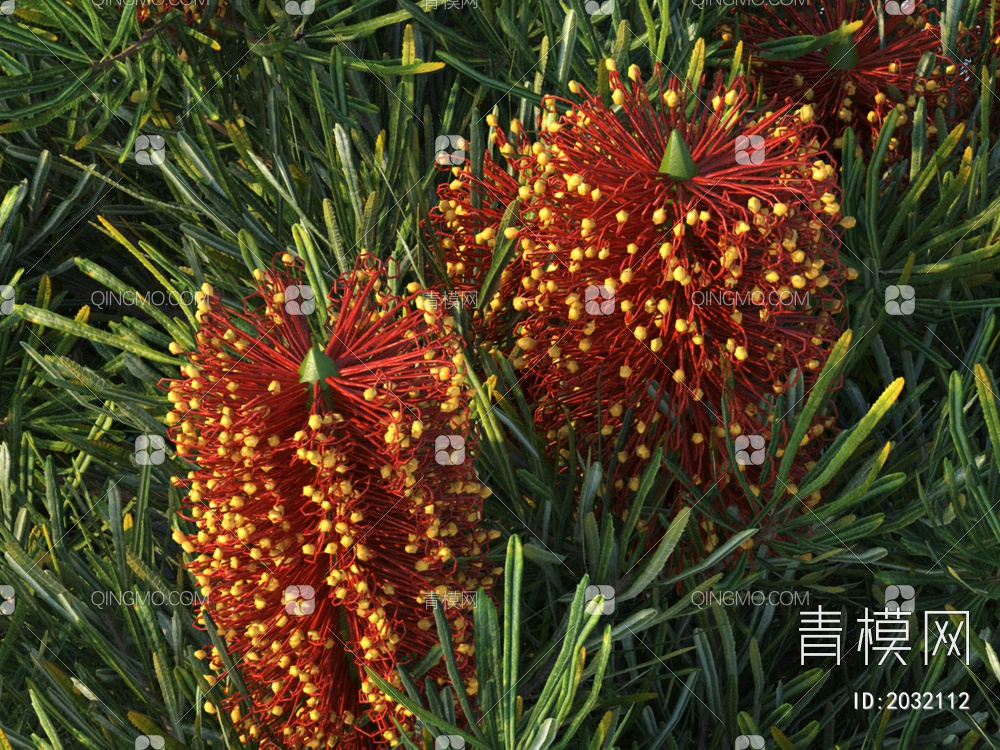 花卉  索发针班克木  植物 灌木3D模型下载【ID:2032112】