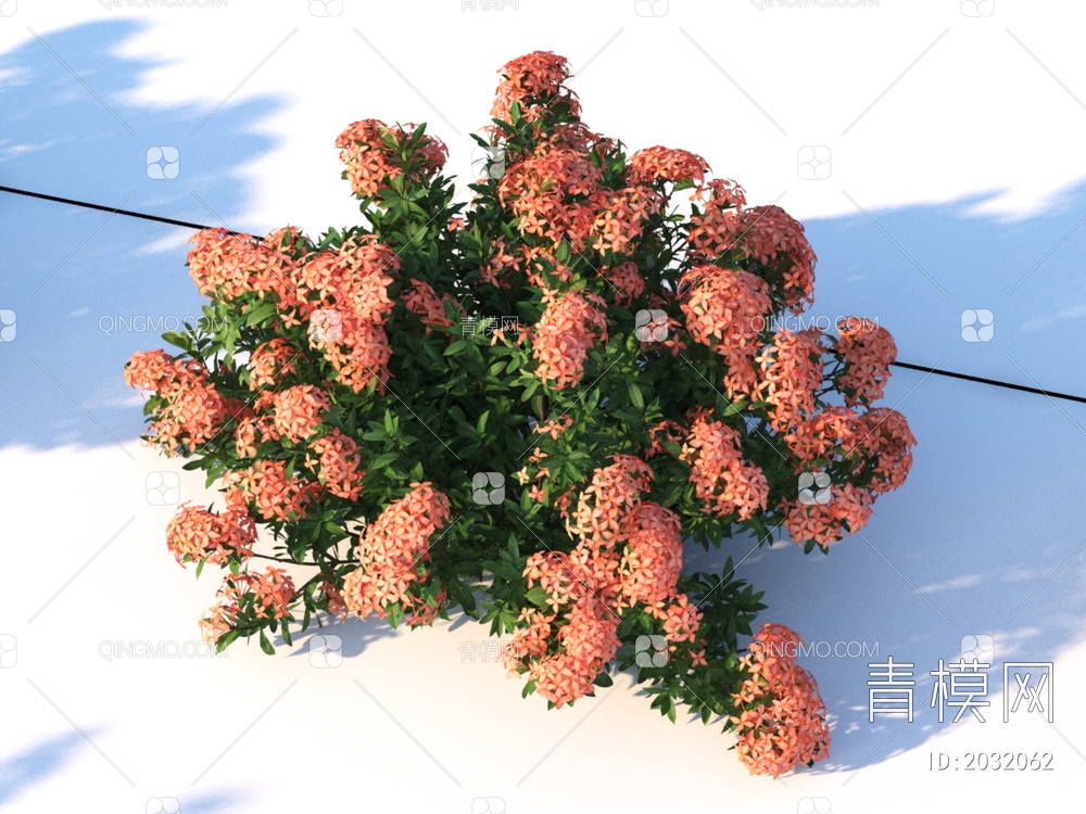 花卉  龙船花  植物 灌木3D模型下载【ID:2032062】