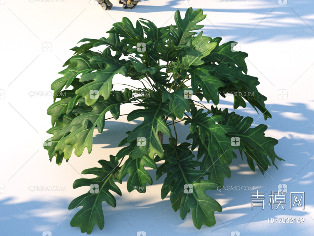 花卉  小天使蔓绿绒  植物 灌木3D模型下载【ID:2032169】