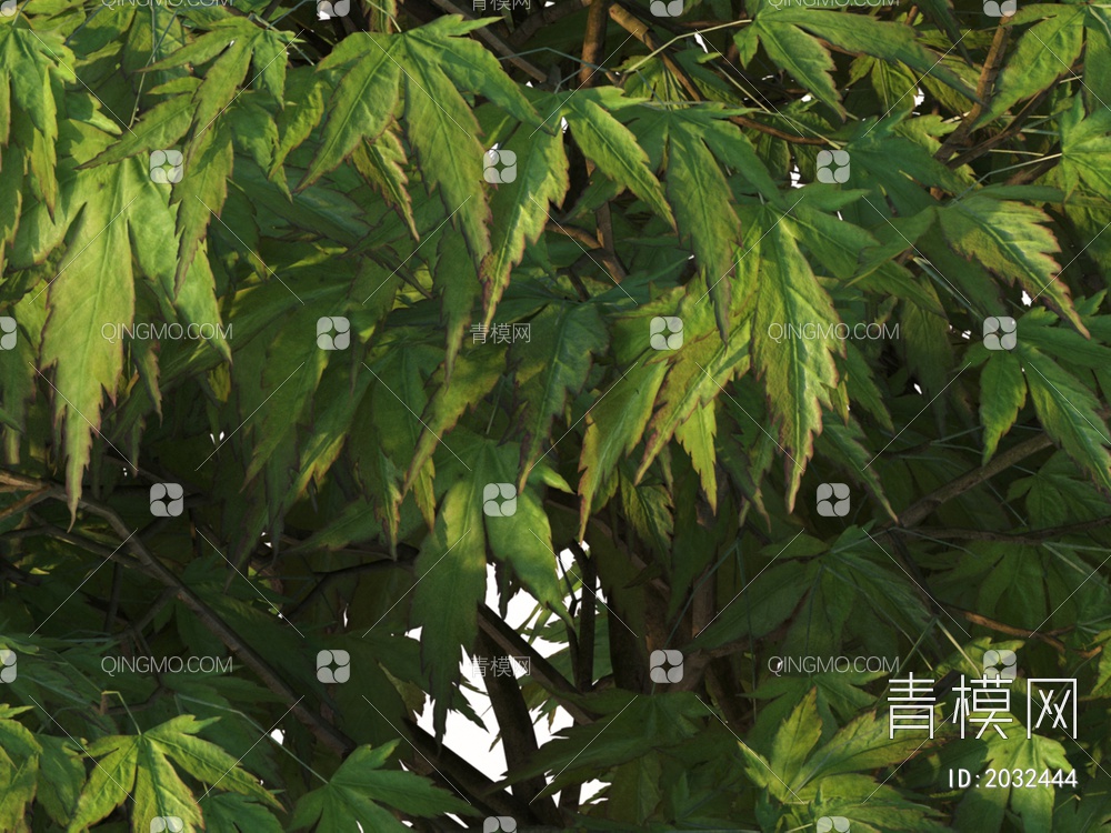 景观小乔木 清姬日本枫树 植物3D模型下载【ID:2032444】
