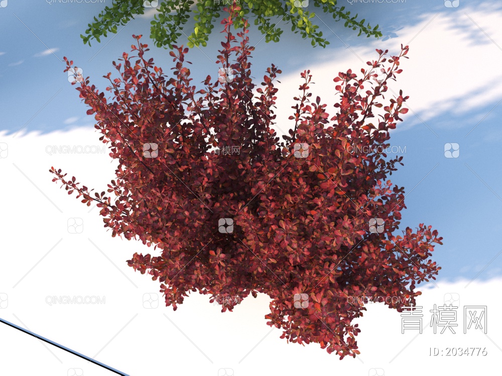 景观花草 紫叶小檗 植物3D模型下载【ID:2034776】