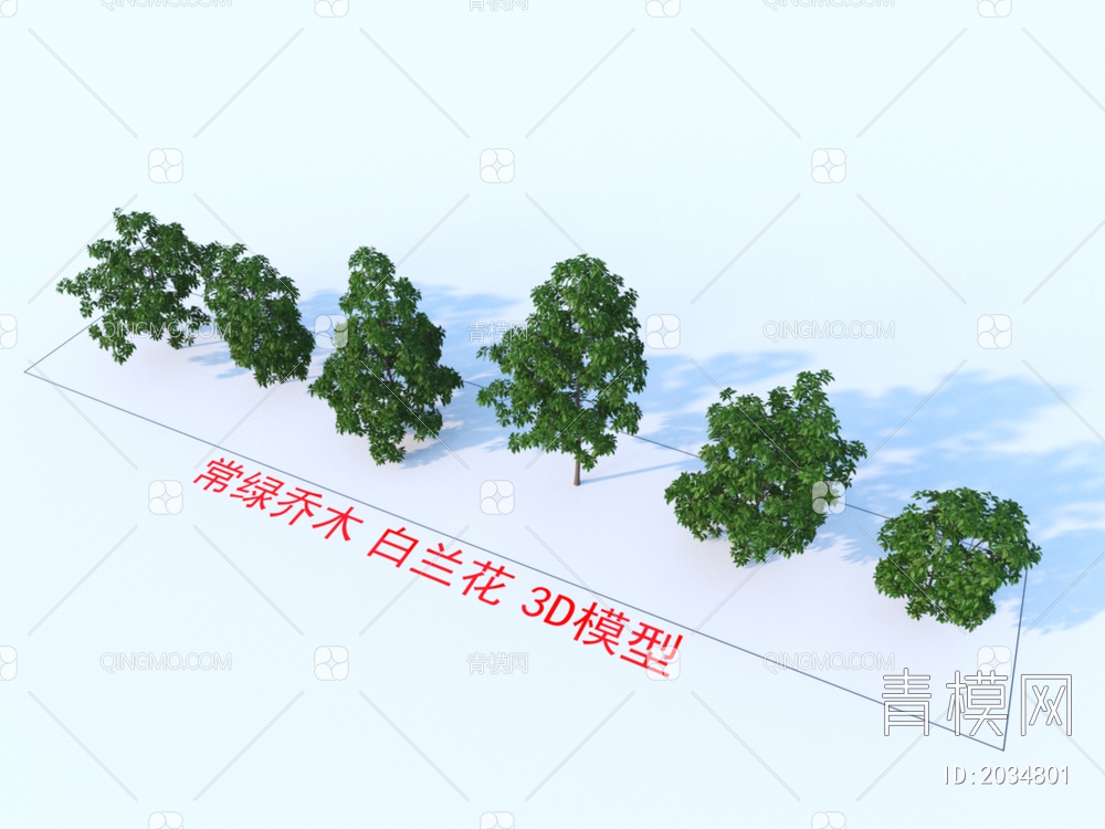 常绿乔木 白兰花 植物3D模型下载【ID:2034801】