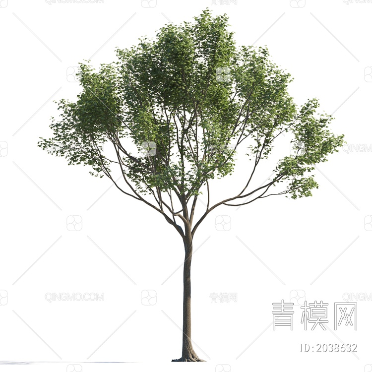 常绿树 大树 庭院树 稀疏树 景观树 行道树 灌木 绿植 植物 乔木3D模型下载【ID:2038632】