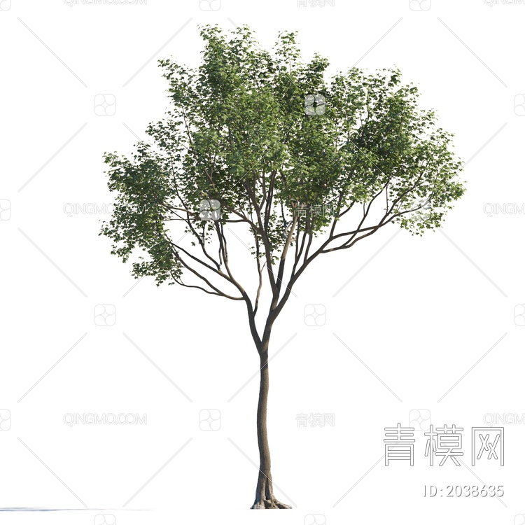 乔木 常绿树 大树 庭院树 稀疏树 景观树 行道树 灌木 绿植 植物3D模型下载【ID:2038635】
