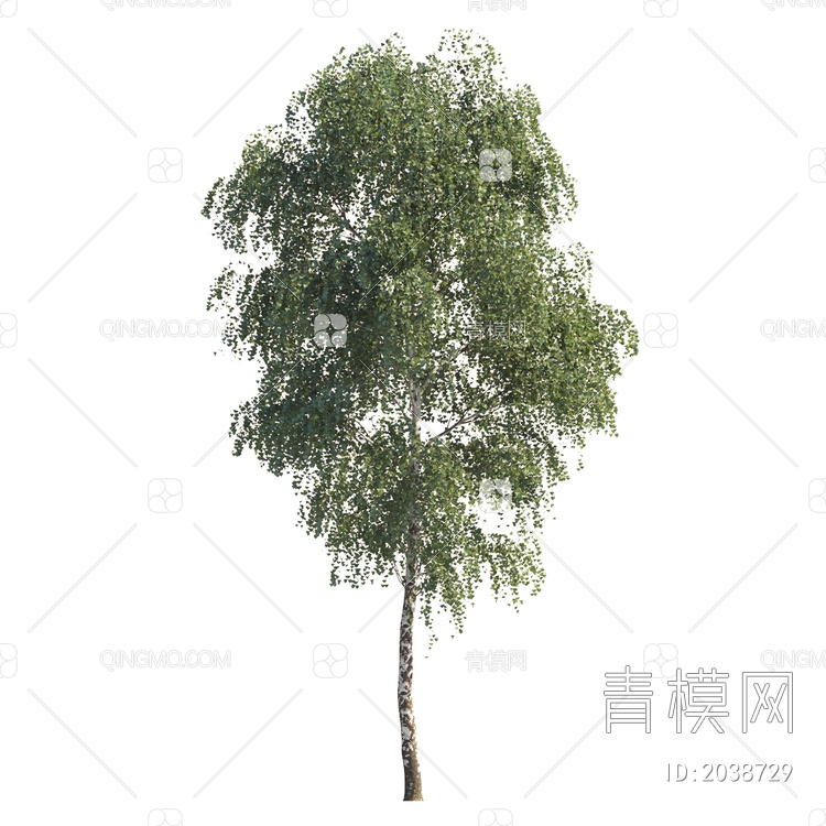 常绿树 中景树 植物 乔木 景观树 行道树 庭院树 前景树 造型树3D模型下载【ID:2038729】