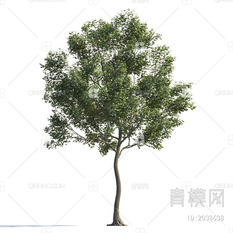 景观树 行道树 庭院树 常绿树 中景树 通植物 乔木 夏天树 造型树3D模型下载【ID:2038638】