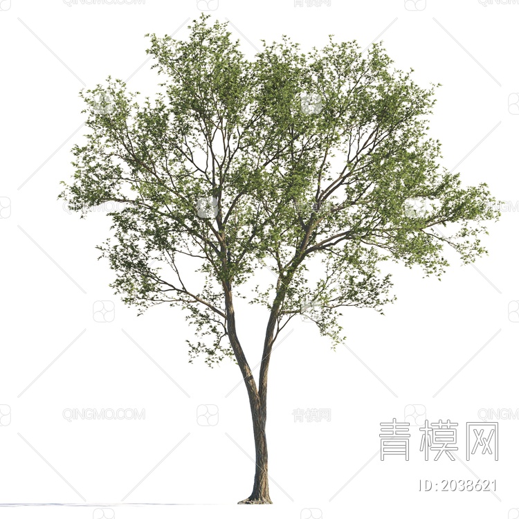 稀疏树 景观树 行道树 灌木 绿植 植物 乔木 常绿树 大树 庭院树3D模型下载【ID:2038621】