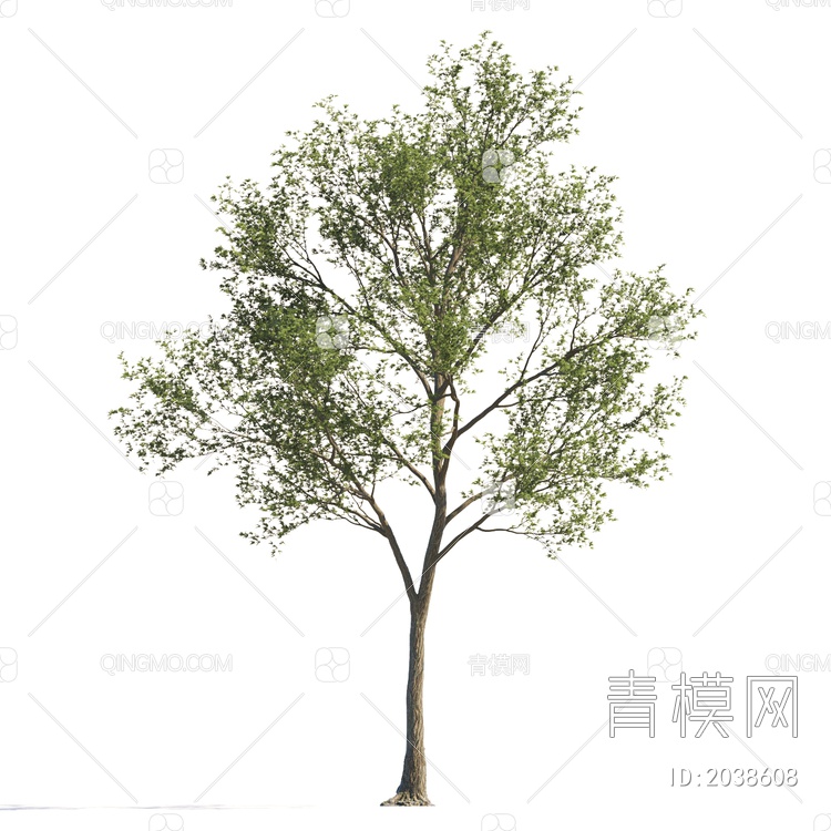 常绿树 大树 庭院树 稀疏树 景观树 行道树 灌木 绿植 植物 乔木3D模型下载【ID:2038608】