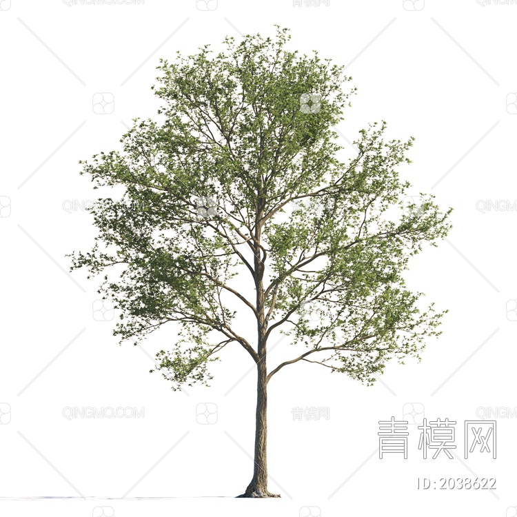 稀疏树 景观树 行道树 灌木 绿植 植物 乔木 常绿树 大树 庭院树3D模型下载【ID:2038622】