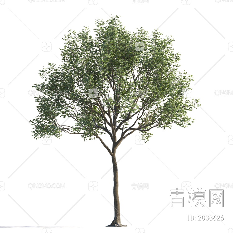 常绿树 大树 庭院树 稀疏树 景观树 行道树 灌木 绿植 植物 乔木3D模型下载【ID:2038626】