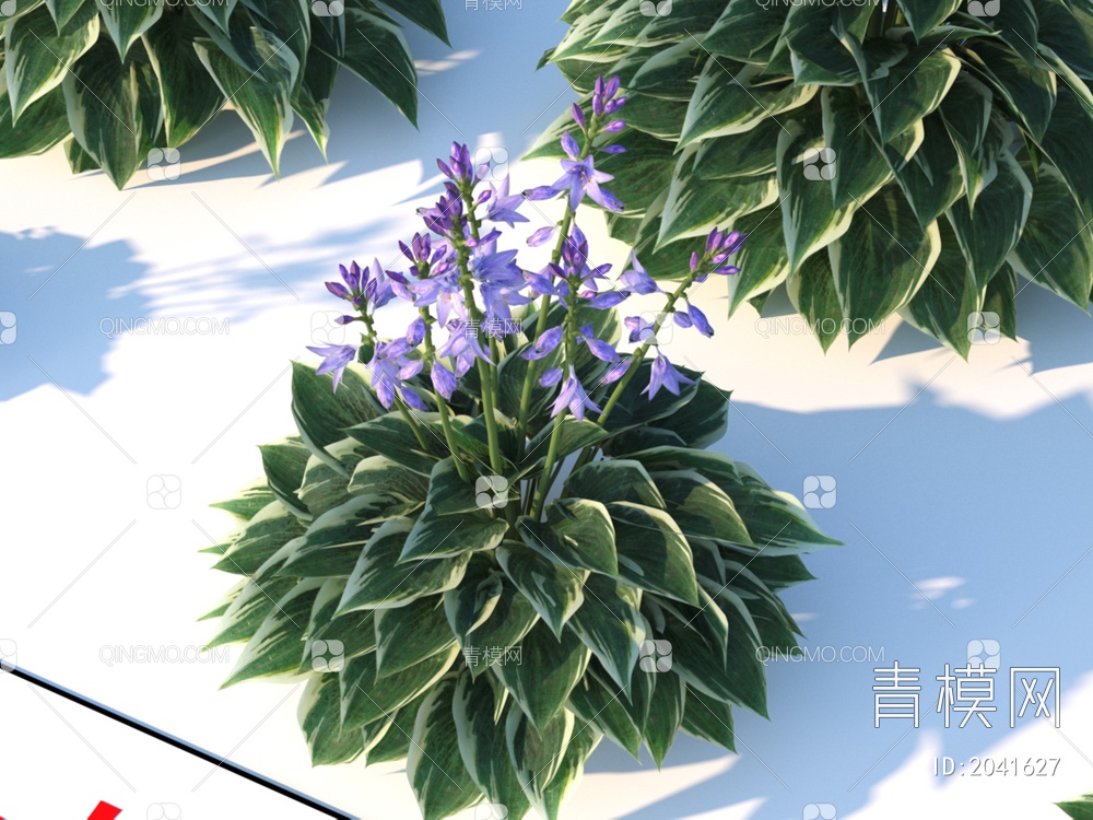 园林灌木  荷兰玉簪 植物类3D模型下载【ID:2041627】