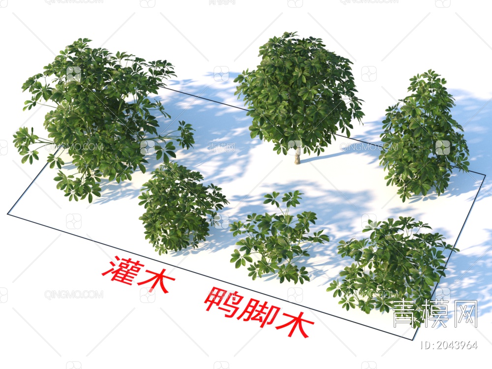 灌木 鸭脚木 植物类3D模型下载【ID:2043964】