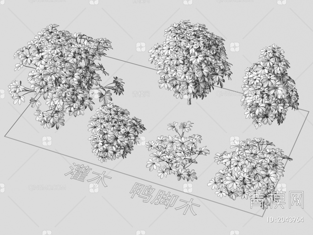 灌木 鸭脚木 植物类3D模型下载【ID:2043964】