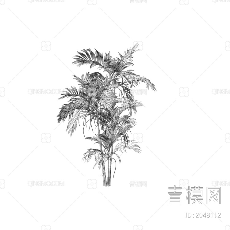 Chamaedorea龙葵树3D模型下载【ID:2048112】
