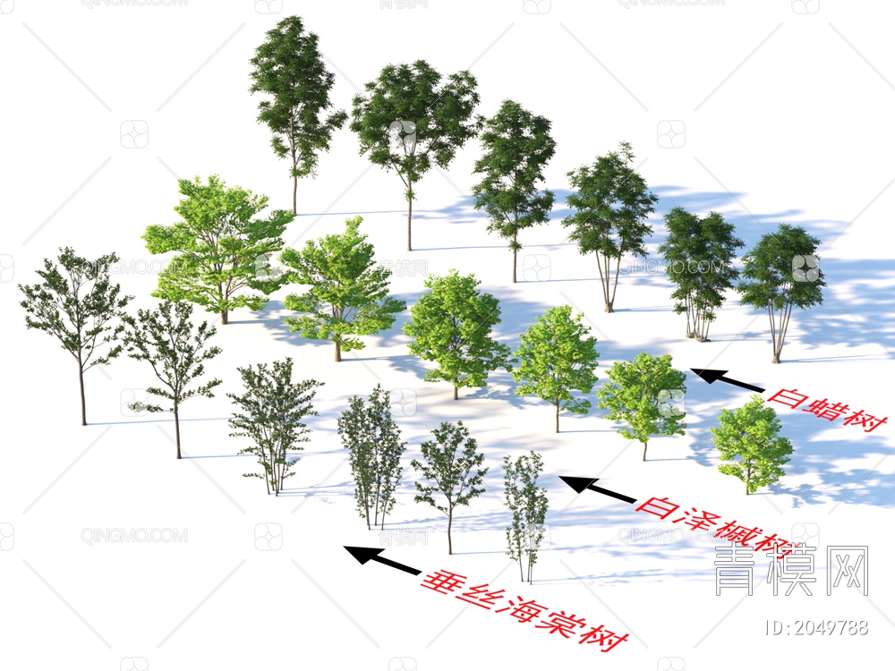 白蜡树 白泽槭 垂丝海棠 植物树3D模型下载【ID:2049788】