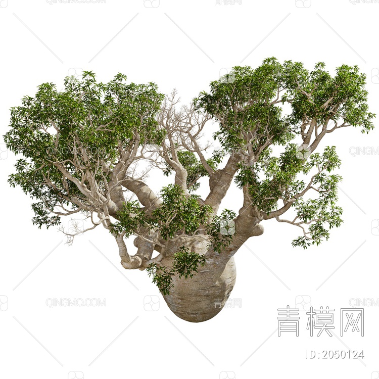 Adansonia盆景3D模型下载【ID:2050124】