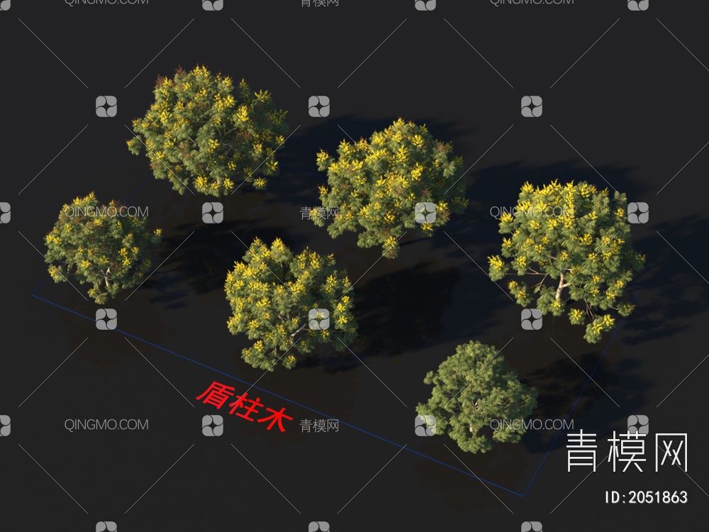 盾柱木 植物类3D模型下载【ID:2051863】