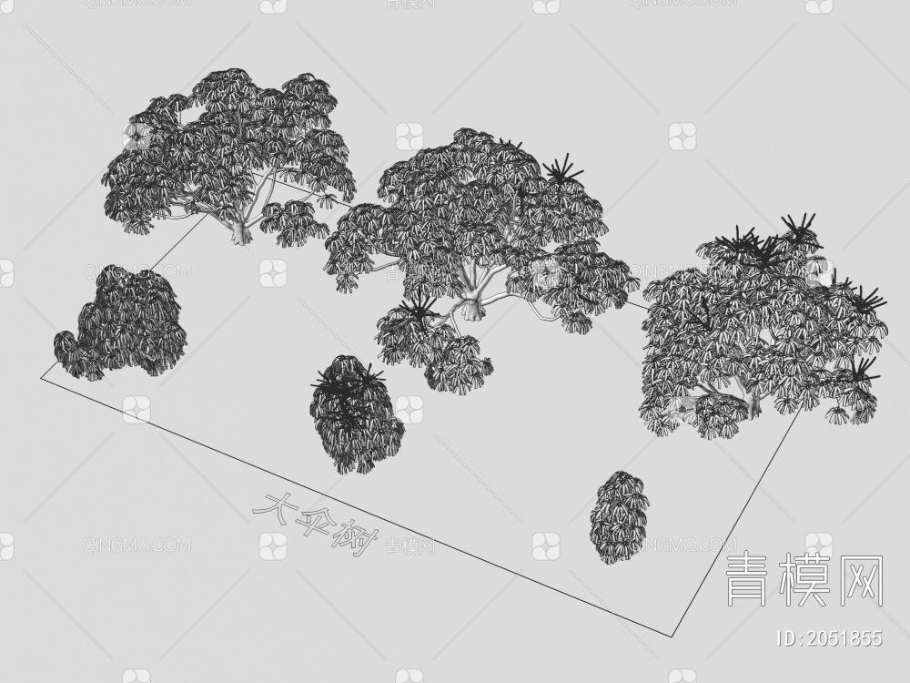 大伞树 植物类3D模型下载【ID:2051855】