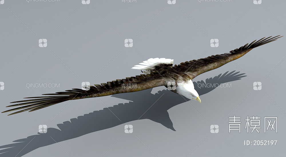 飞行动物 鸟类 老鹰  白头鹰3D模型下载【ID:2052197】